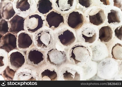 Hornet&rsquo;s nest with carterpillar on white background