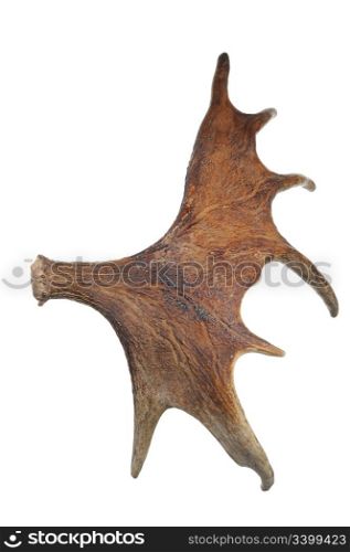 Horns of a large elk. It is isolated on a white background