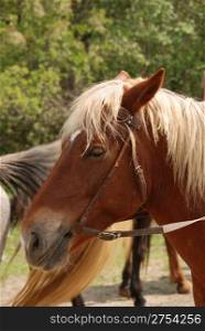 Horse. A portrait of a horse of brown colour close up