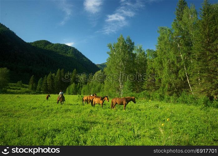 Horse among green grass in nature. Brown horse. Grazing horses in the village. Horse among green grass in nature. Brown horse. Grazing horses in the village.