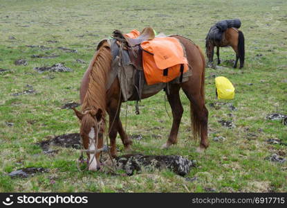 Horse among green grass in nature. Brown horse. Grazing horses in the village. Horse among green grass in nature. Brown horse. Grazing horses in the village.