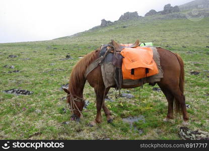 Horse among green grass in nature. Brown horse. Grazing horses in the village. Horse among green grass in nature. Brown horse. Grazing horses in the village.