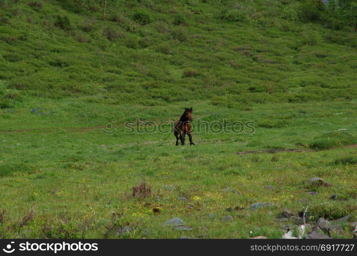 Horse among green grass in nature. Brown horse. Grazing horses in the village. Horse among green grass in nature. Brown horse. Grazing horses in the village.