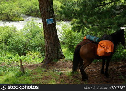 Horse among green grass in nature. Brown horse. Grazing horses in the village. Horse among green grass in nature. Brown horse. Grazing horses in the village.