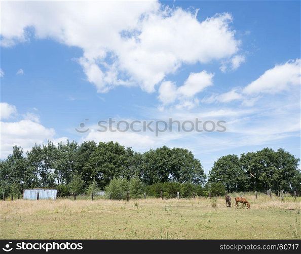 horse and fowl stand in belgian countryside near brasschaat north of antwerp in belgium