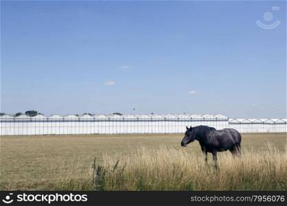 horse and greenhouses in holland with blue sky near Waddinxveen