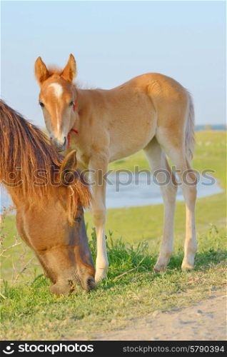 Horse and Her Foal in a Green Field of Grass.