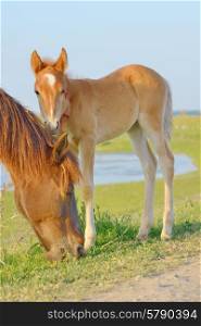 Horse and Her Foal in a Green Field of Grass.