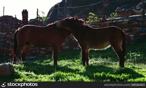 Horse and mule scratching each other, backlight