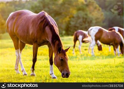 horse animal posing on a farmland at sunset