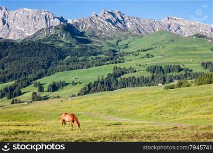 Horse at high mountains meadow