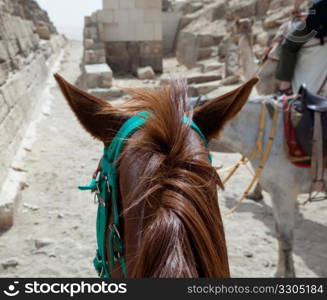Horse back rides are common scam for visitors to the Pyramids at Giza in Cairo, Egypt