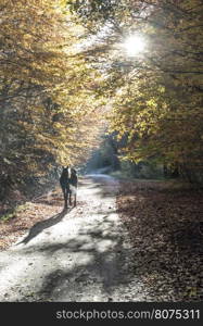 Horse between autumn trees in a forest park