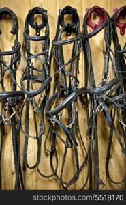 Horse bridles hanging in stable. Leather horse bridles and bits hanging on wall of stable