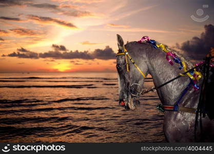 Horse by sea at sunset