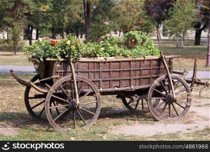 Horse cart with flowers