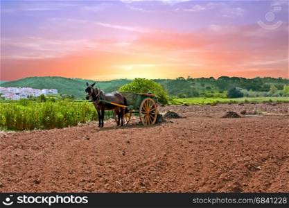 Horse cart with horse and a load of grass in the countryside from Portugal at sunset