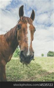 Horse caught by surprise with grass in the mouth