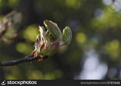 Horse chestnut twig in spring
