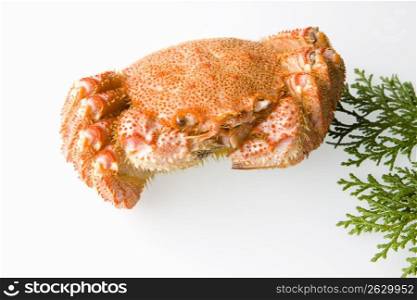 Horse crab