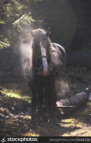 horse dragging a log in the mountains