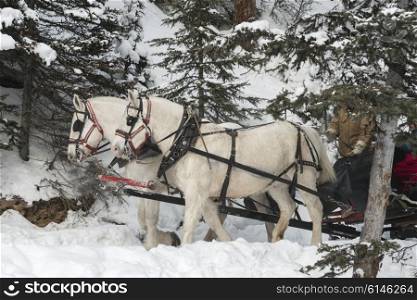 Horse drawn sleigh, Lake Louise, Banff National Park, Alberta, Canada