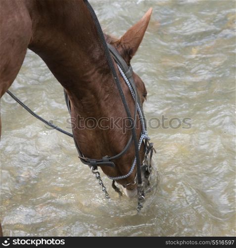 Horse drinking water, Finca El Cisne, Honduras
