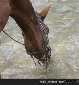 Horse drinking water, Finca El Cisne, Honduras