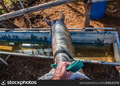 Horse drinks water from a water tank - Rider first person pov.