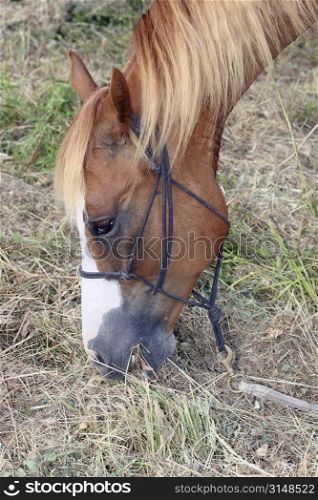 Horse eating dried grass.