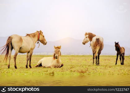 Horse eating grass on a green meadow