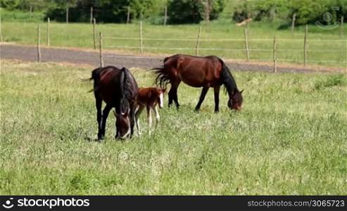 Horse family in the pasture