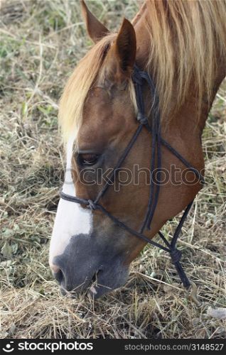 Horse feeding on dried grass.