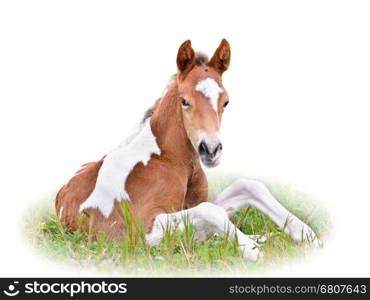 Horse foal are brown resting in grass on white background&#xA;