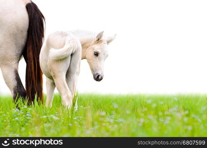 Horse foal looking with suspicion on white background&#xA;