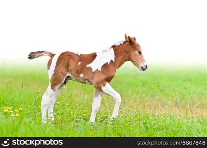 Horse foal walking in green grass on white background&#xA;