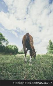 Horse from behind eating grass on a meadow