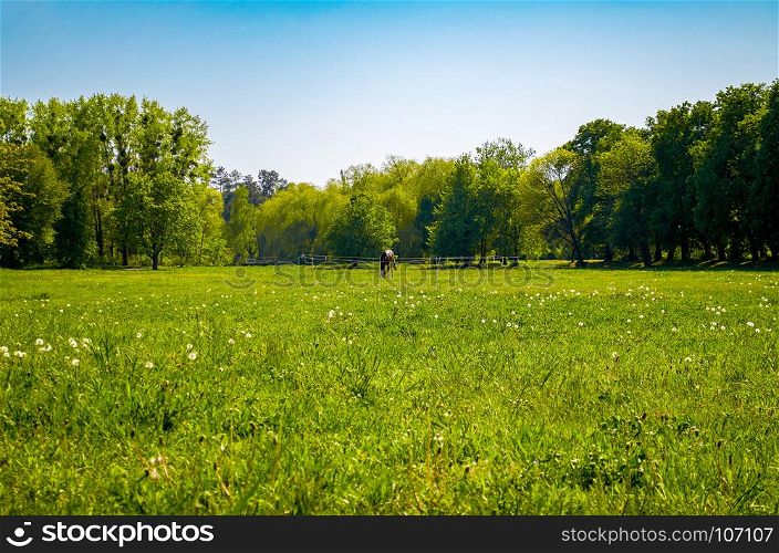 Horse graze in a grassy field