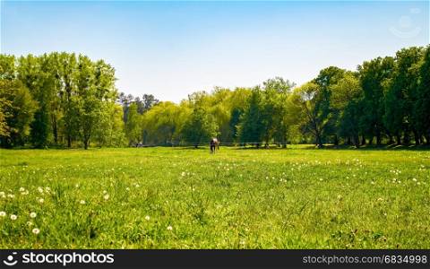 Horse graze in a grassy field in summer day