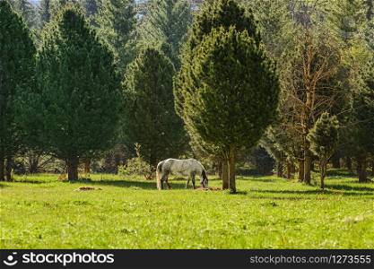 Horse grazes on the lawn near the forest. Horse near forest