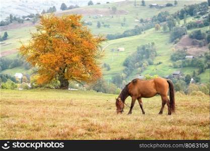 Horse grazing in grass on background mountain villages. Horse grazing in grass