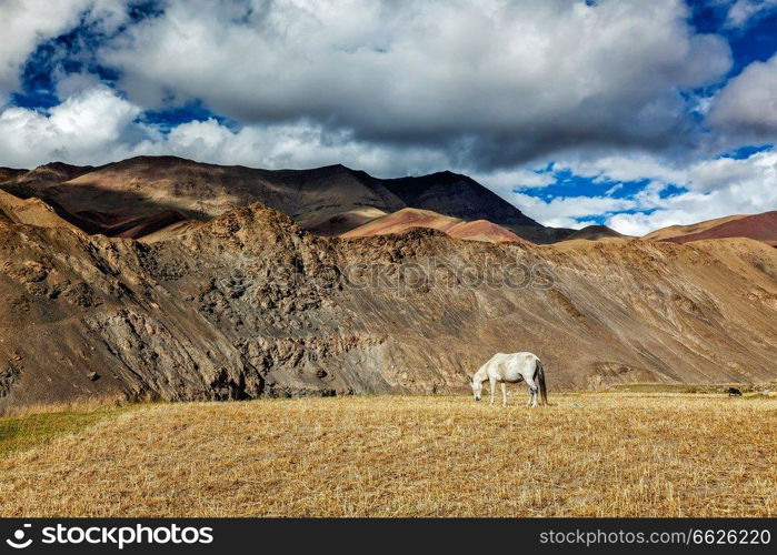 Horse grazing in Himalayas in Rupshu Valley, Ladakh, India. Horse grazing in Himalayas