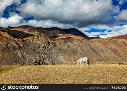 Horse grazing in Himalayas in Rupshu Valley, Ladakh, India. Horse grazing in Himalayas
