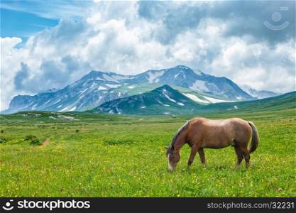 Horse grazing in mountain valley, Altai, Russia