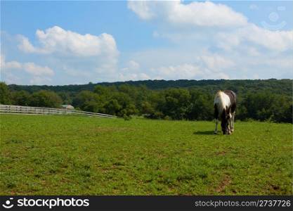 Horse grazing in the green meadow.
