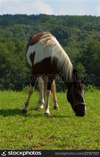 Horse grazing in the green meadow.