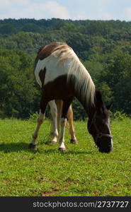 Horse grazing in the green meadow.