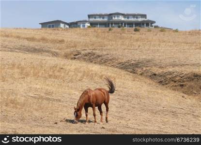 Horse grazing on a dry brown hill overlooked by a modern mansion, Milpitas, California