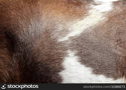 horse hair skin texture brown and white background