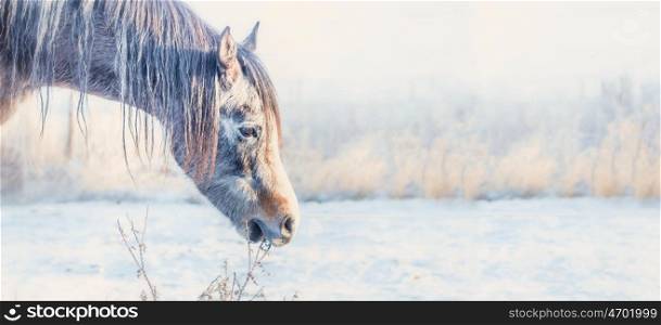 Horse head at frosty winter day nature background, banner